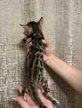 Бенгальская кошка