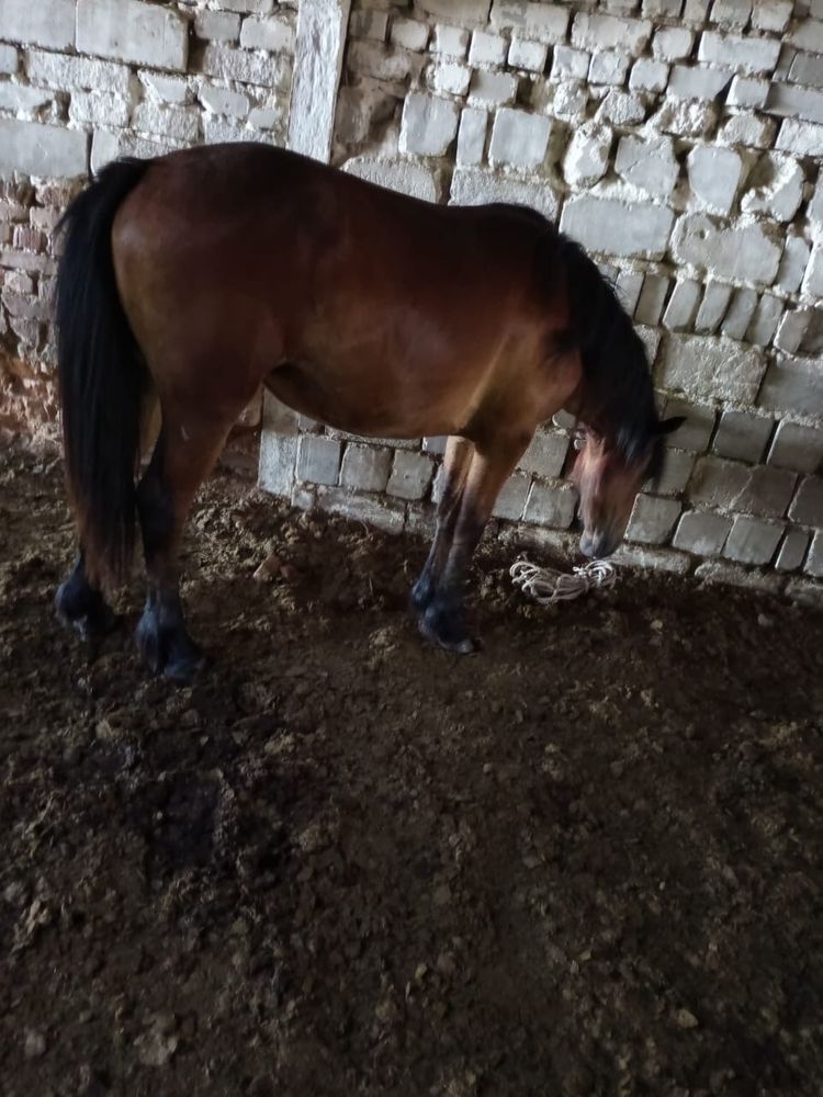 Продам 3 тайки кобылки