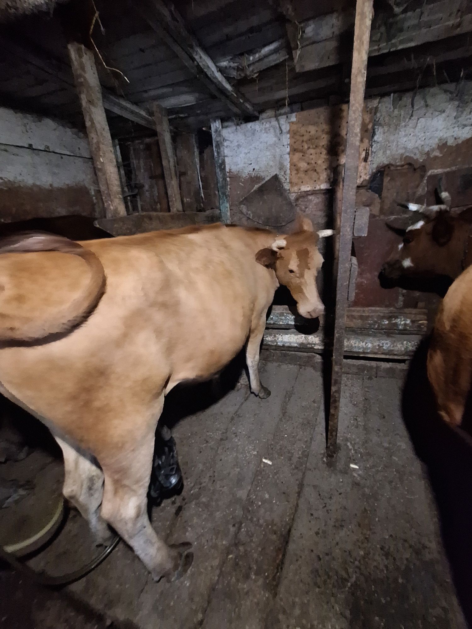 Продам двух телок