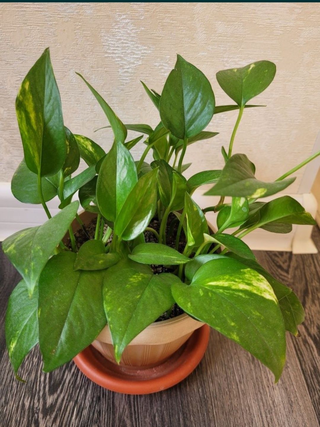 Продам китайскую розу