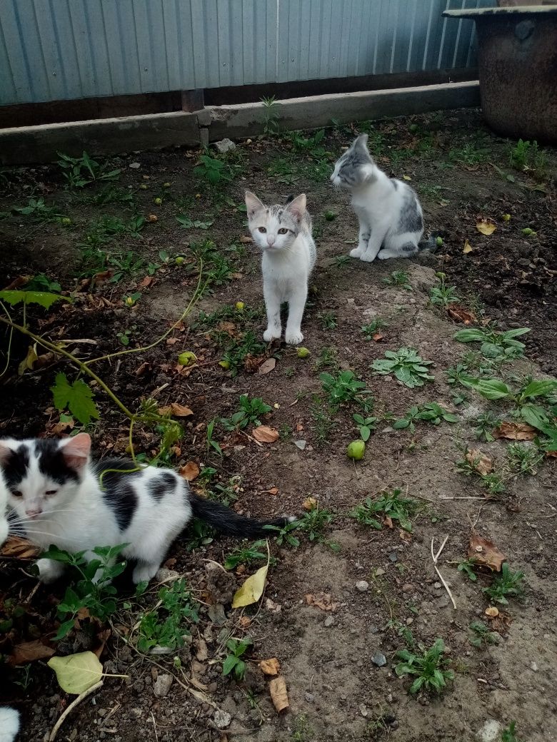 Красивые котята.