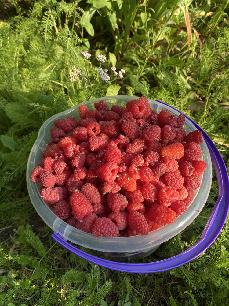 Продам дачную малину