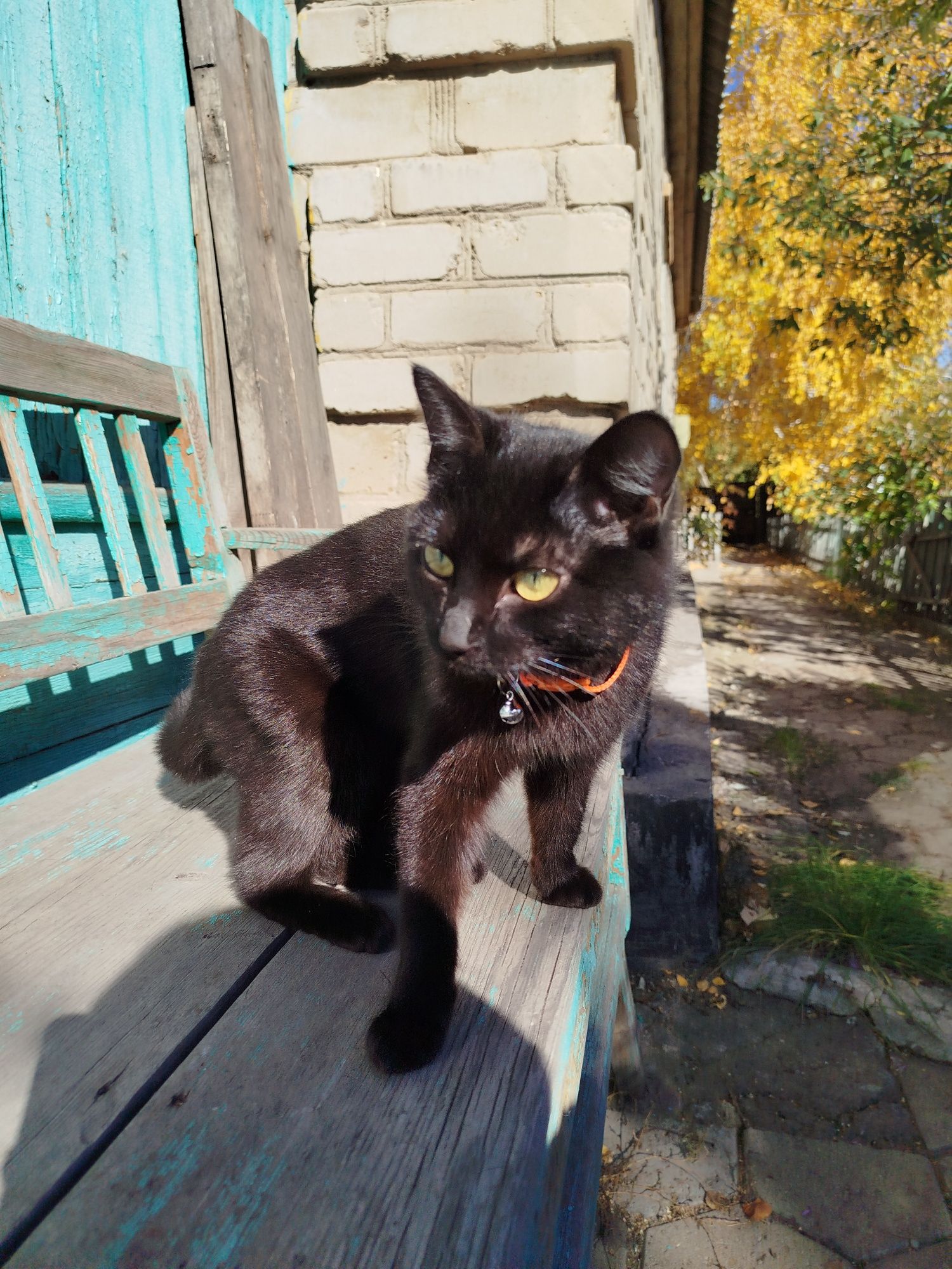 В хорошие руки кошка