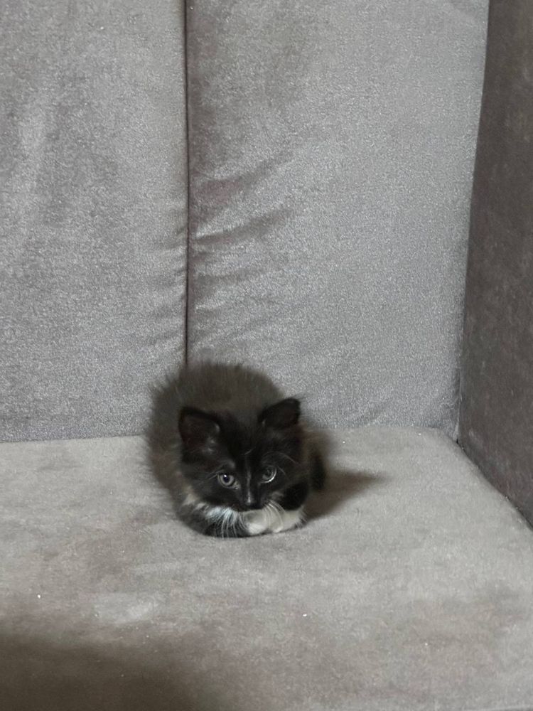 Отдам котенка в добрые руки(девочка)