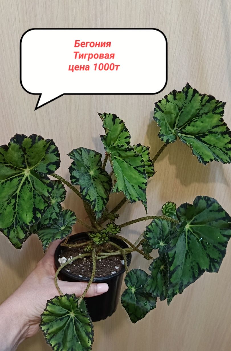 Продам комнатные цветы!