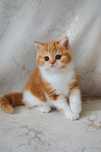 Шотландский котик