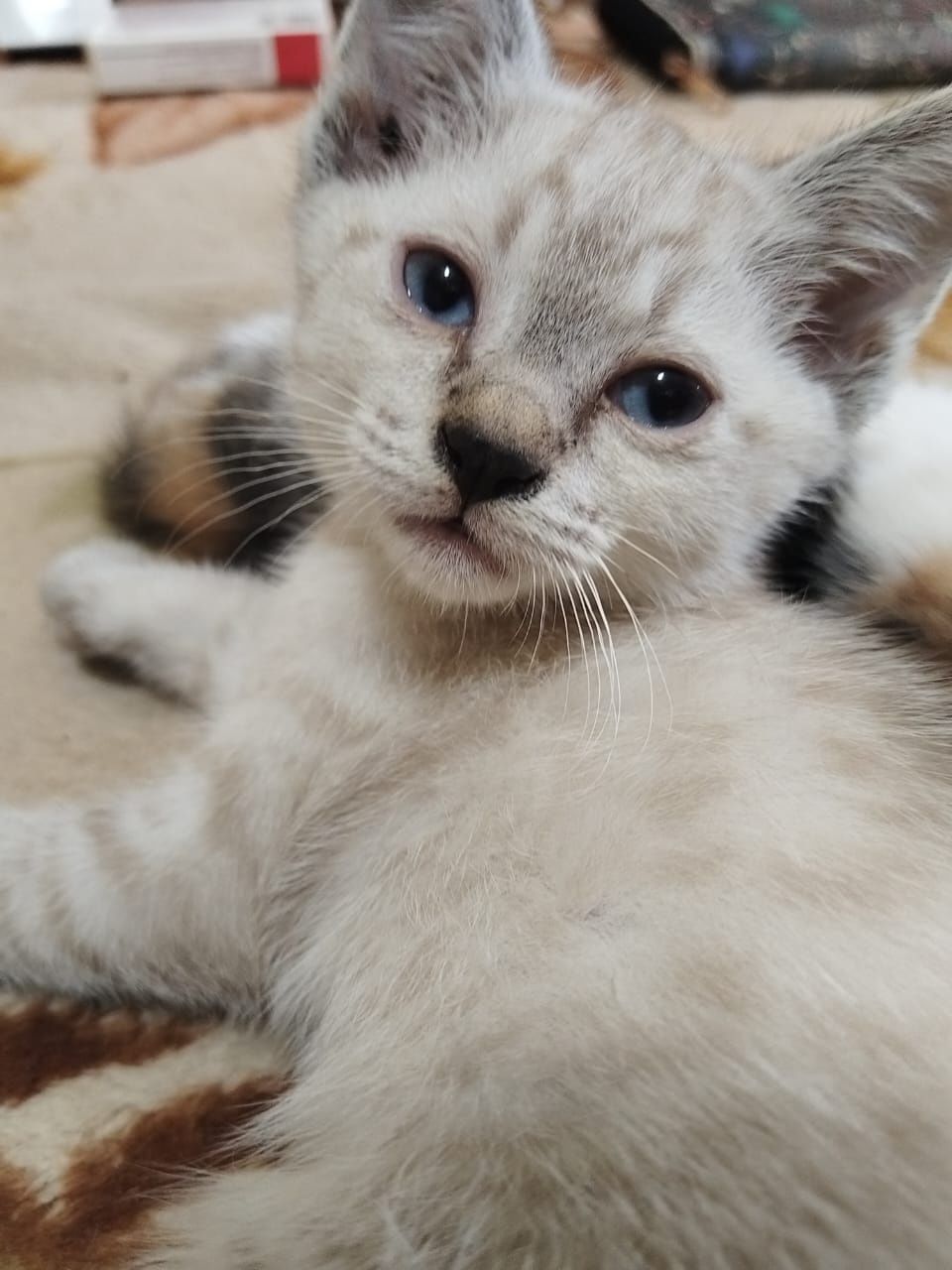Котята На 40 мельнице