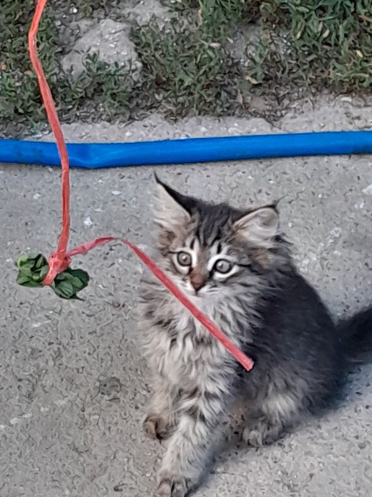 Котята, кошки, животные