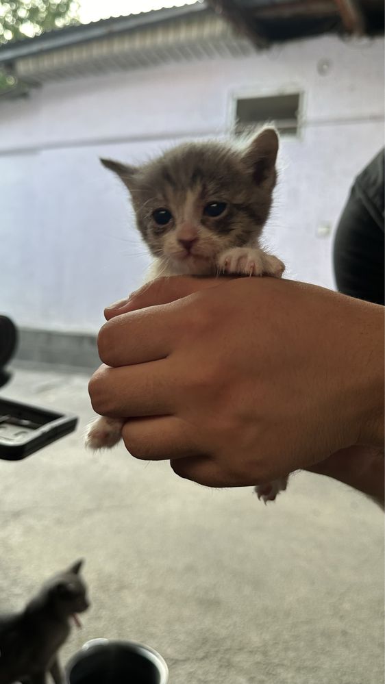 Котята бесплатно