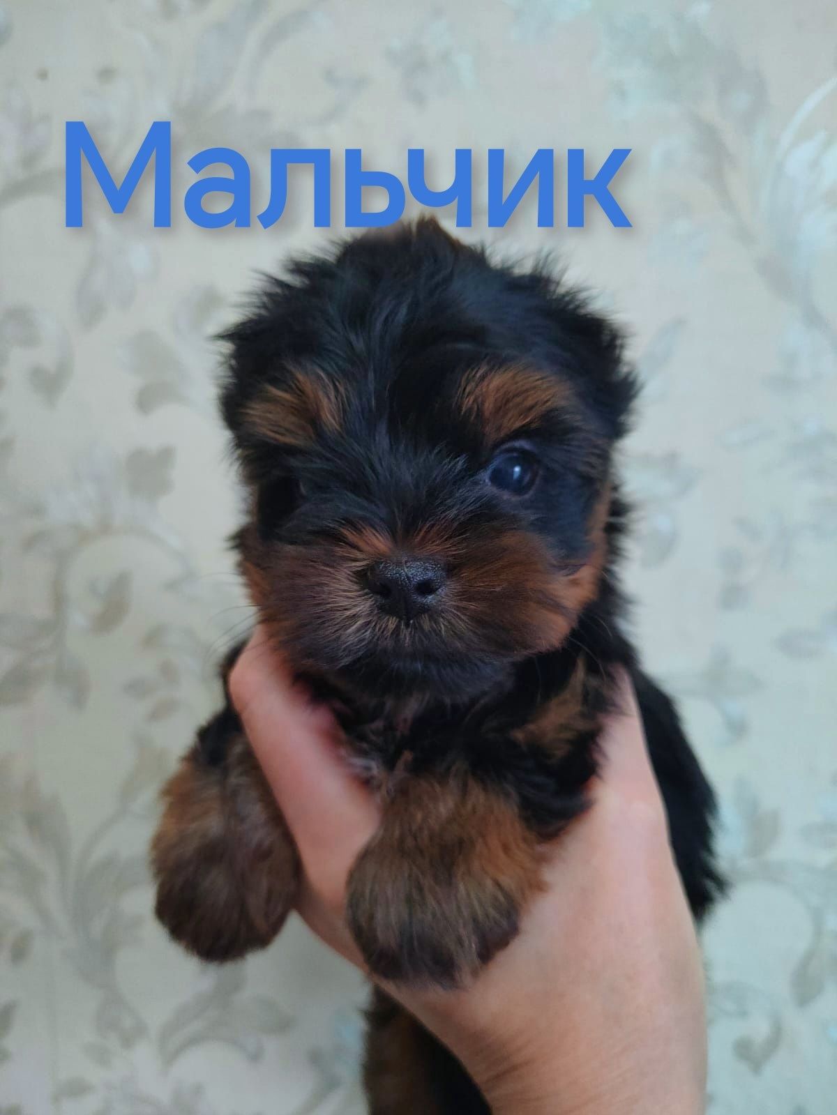 Щенки йоркширского терьера