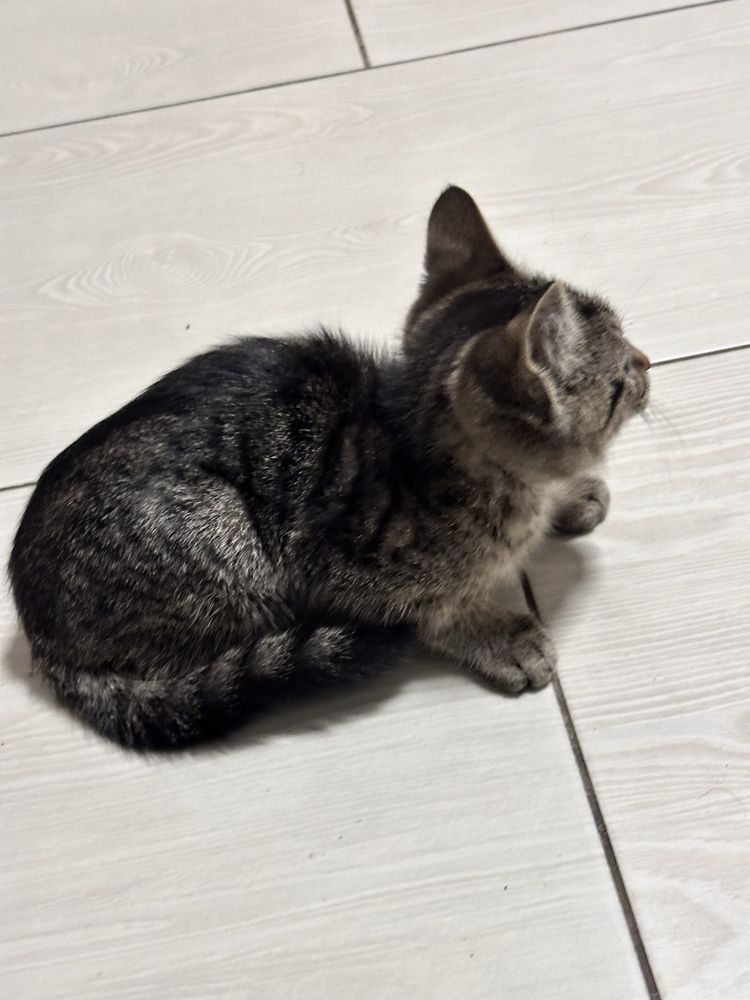 Котенок продается