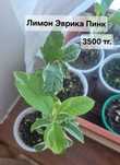 Продам лимон, апельсин,  цитрон, кумкват, цитрусовые растения, банан