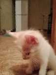 Кошка милый активный