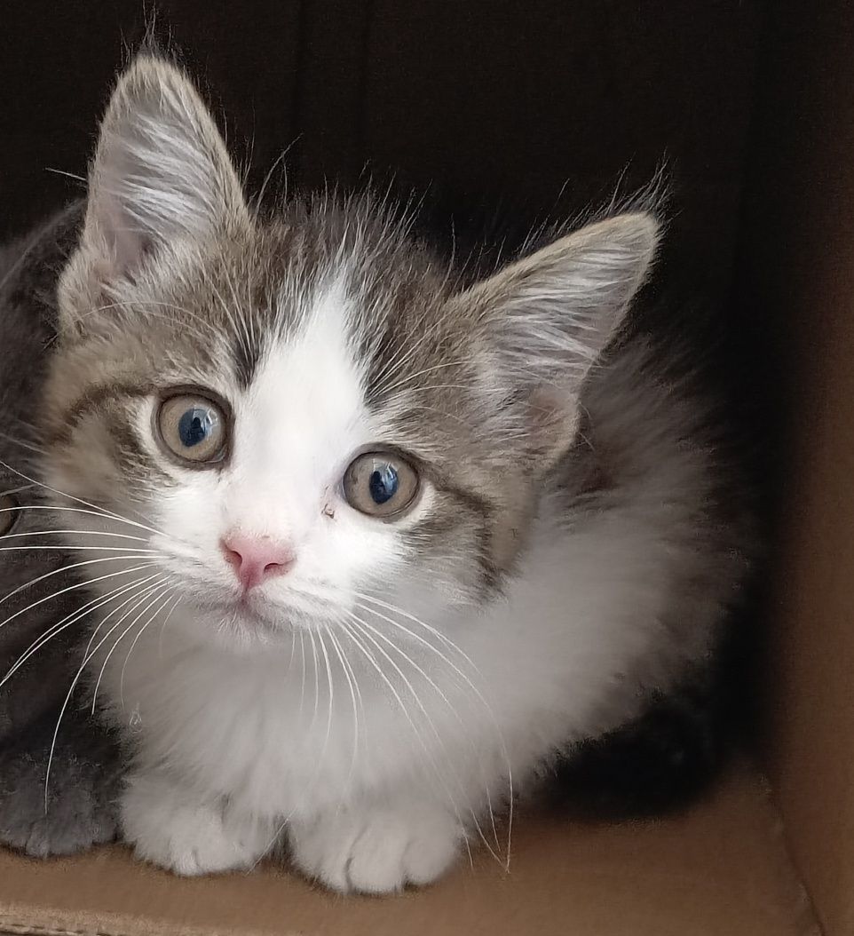Котенок, 2 месяца, девочка