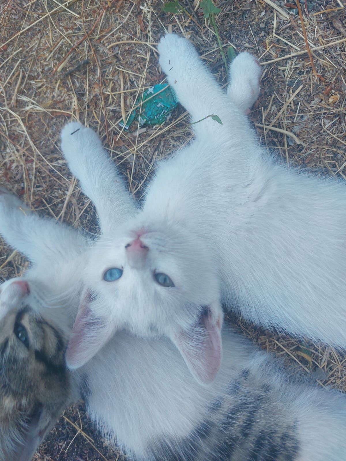 Отдам котят 2 месячных