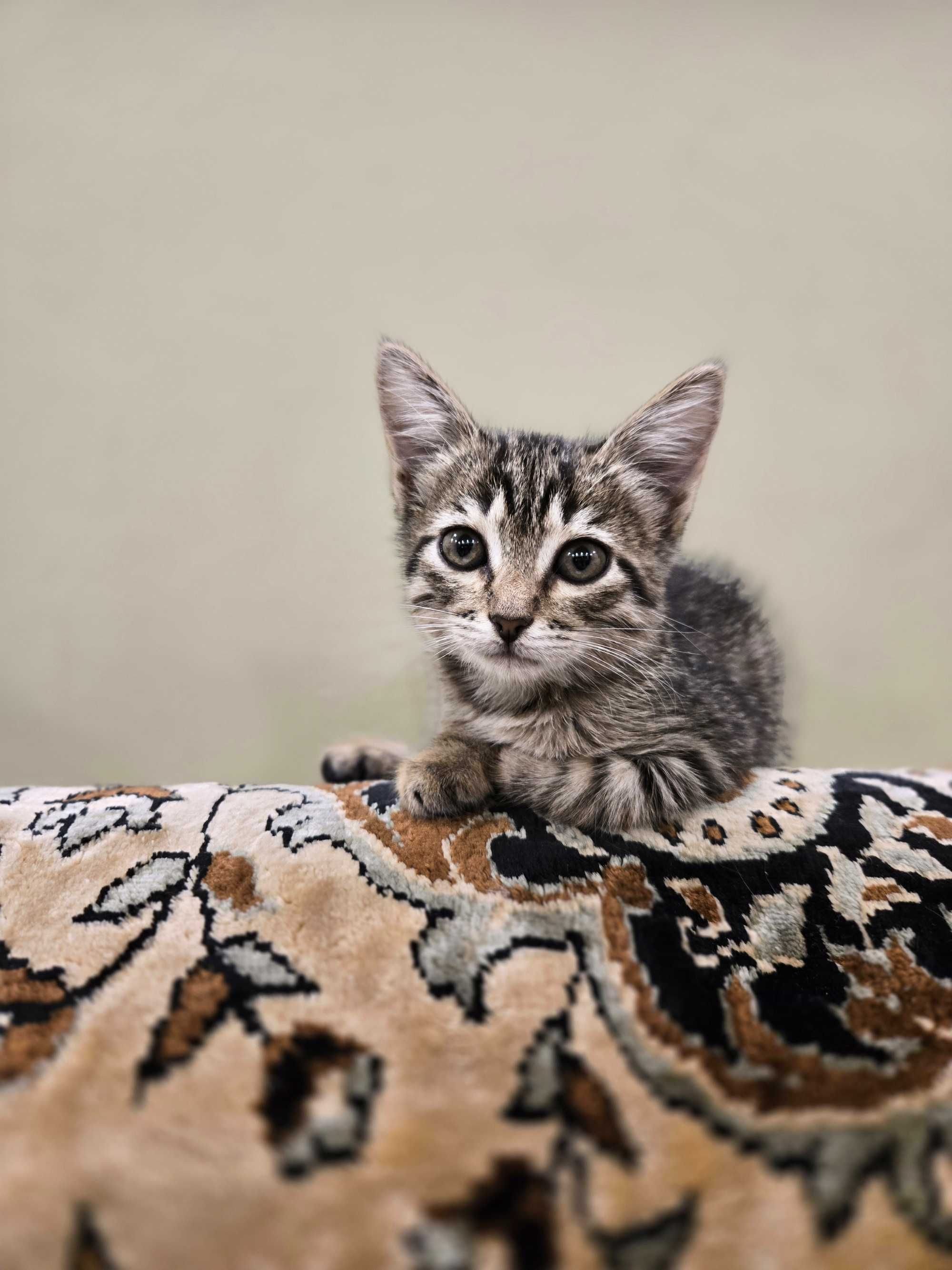 Кошки  и котята в добрые руки