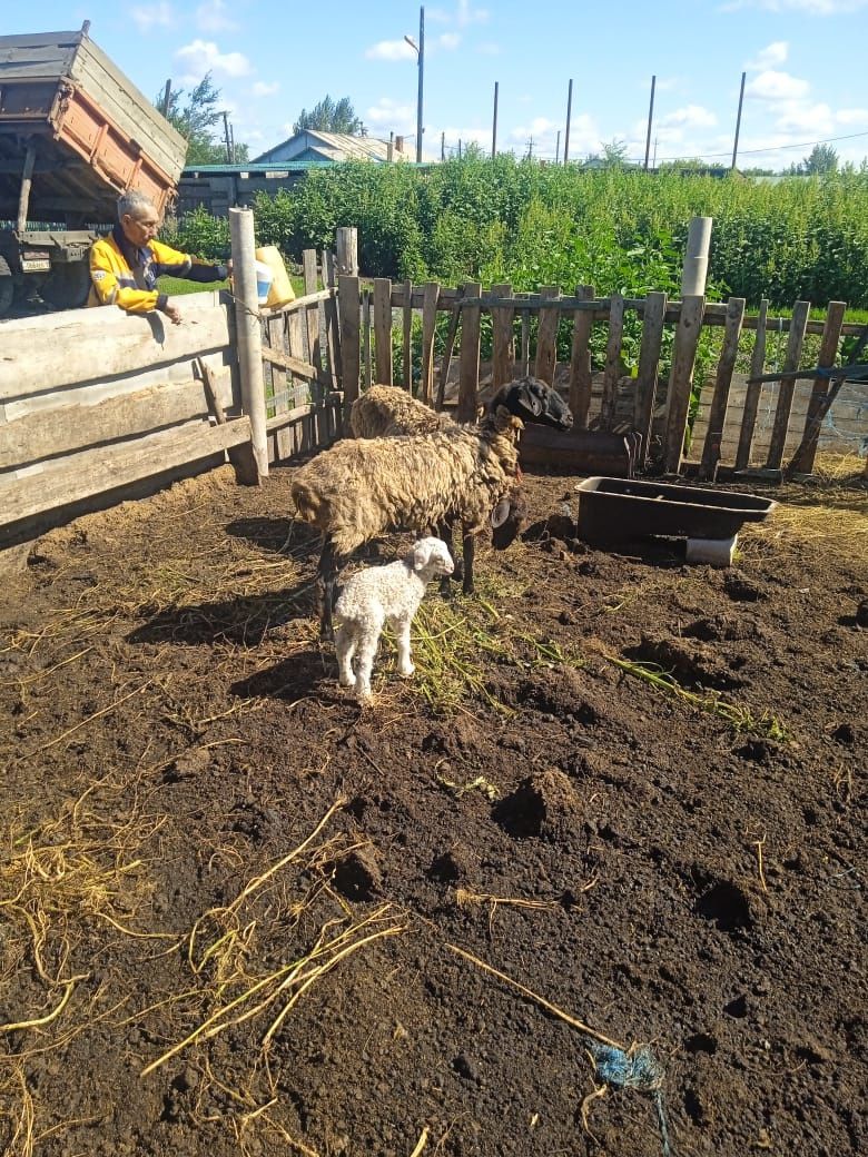 Қойлар сатылады 2 бас