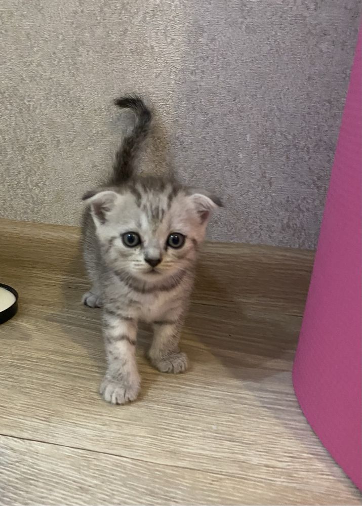 Продам породистых котят
