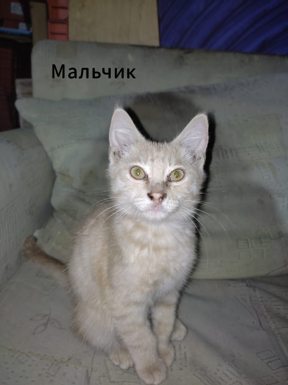 Отдам котят в добрые руки