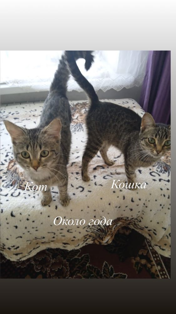 Кошки, коты, котята в добрые руки