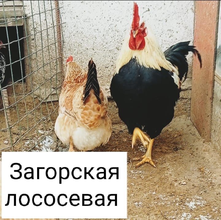 Инкубационные яйца