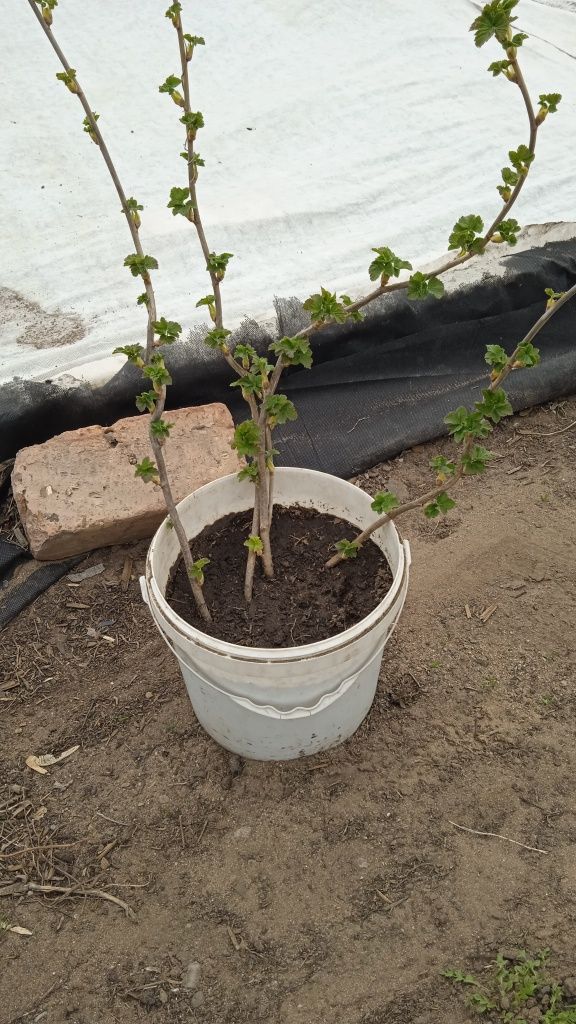 Продам саженцы чёрной смородины Голубка