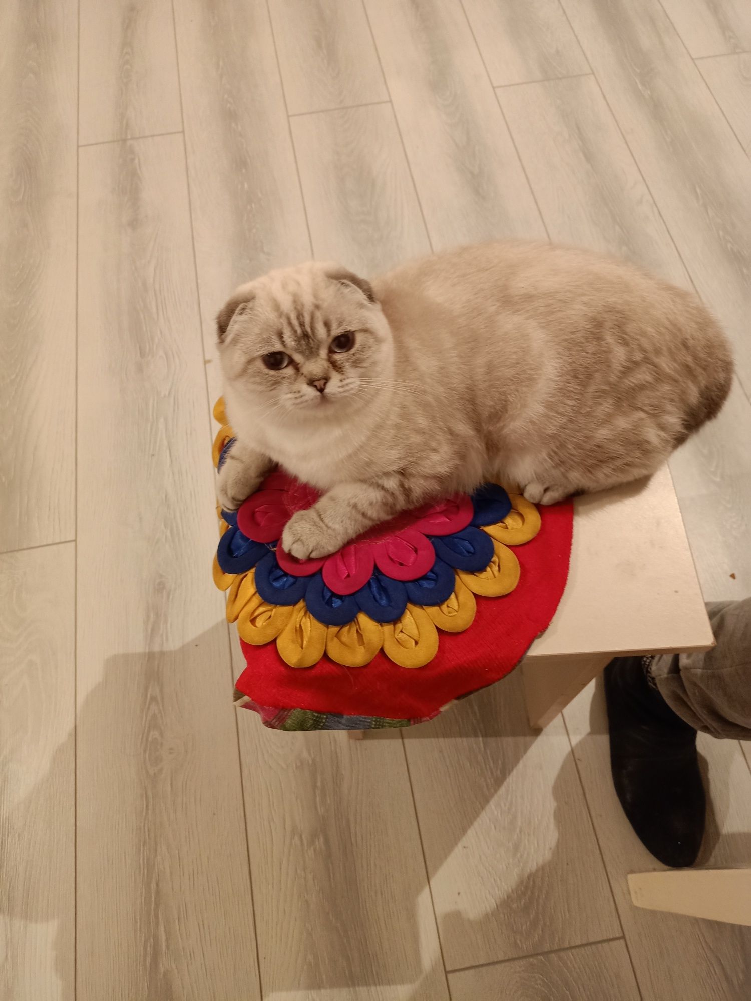 Продам кошку шотландские вислоухие