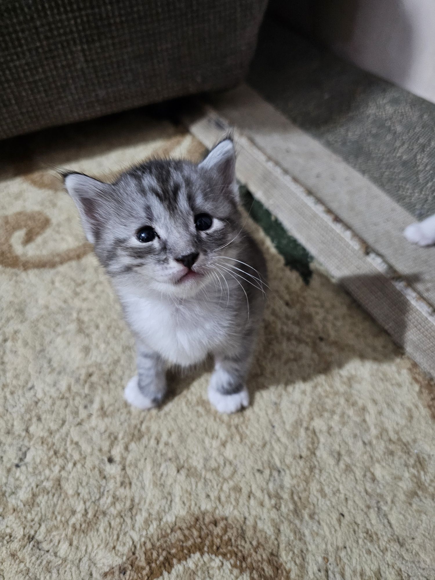 Отдам котят в надёжные руки
