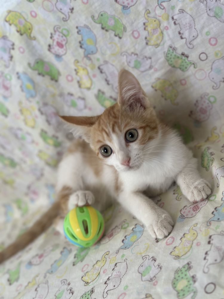 Котёнок в добрые ручки
