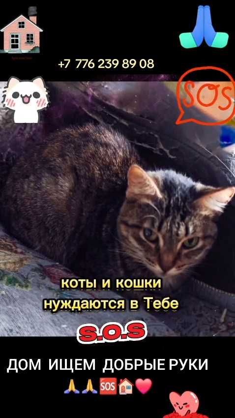 Коты и кошки ищут дом! Срочно!