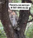 кошечка в поисках дома.Бесплатно, в добрые руки