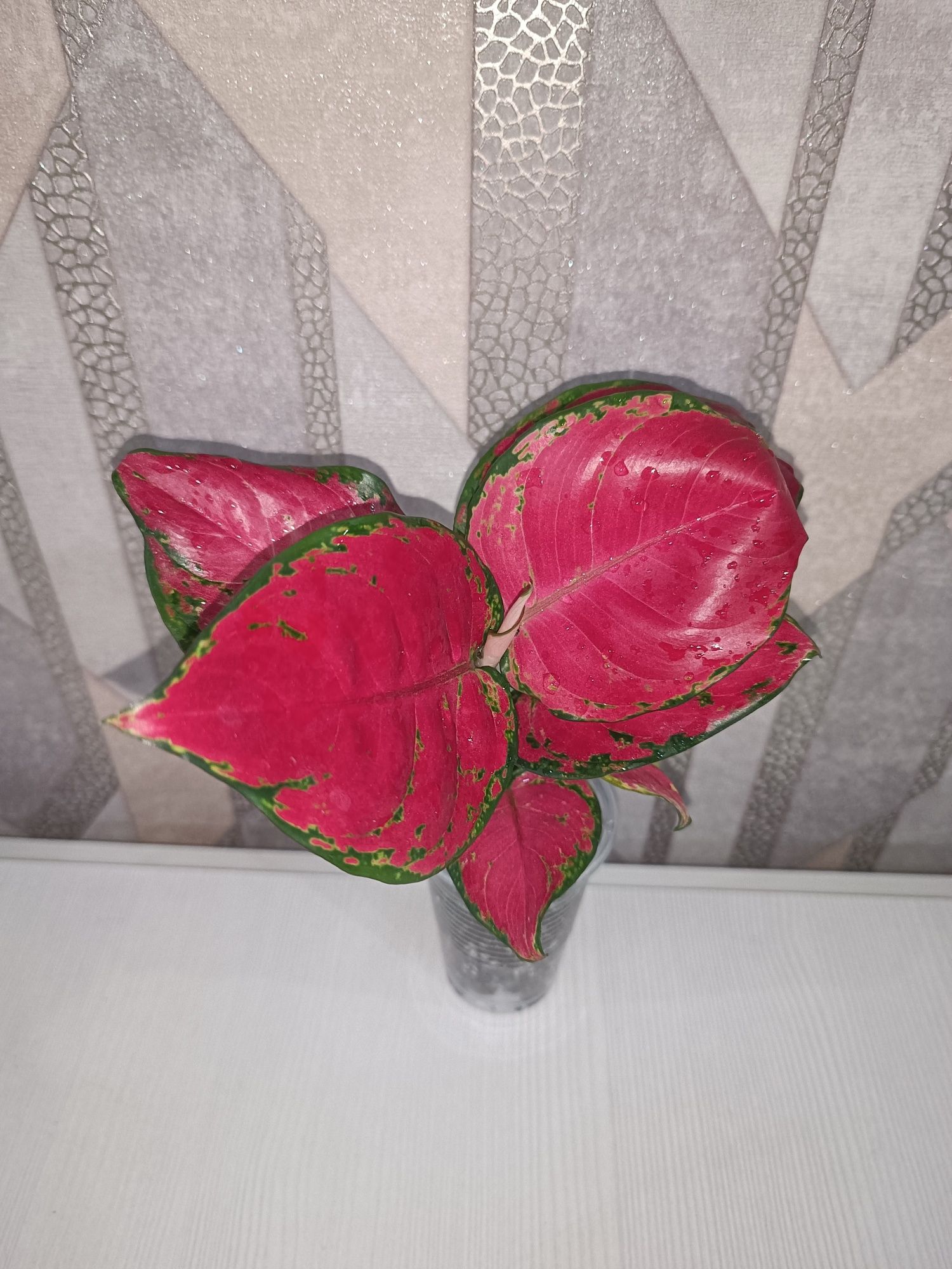 Комнатные цветы продам