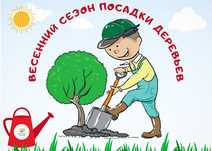 Продаю саженцы  деревьев