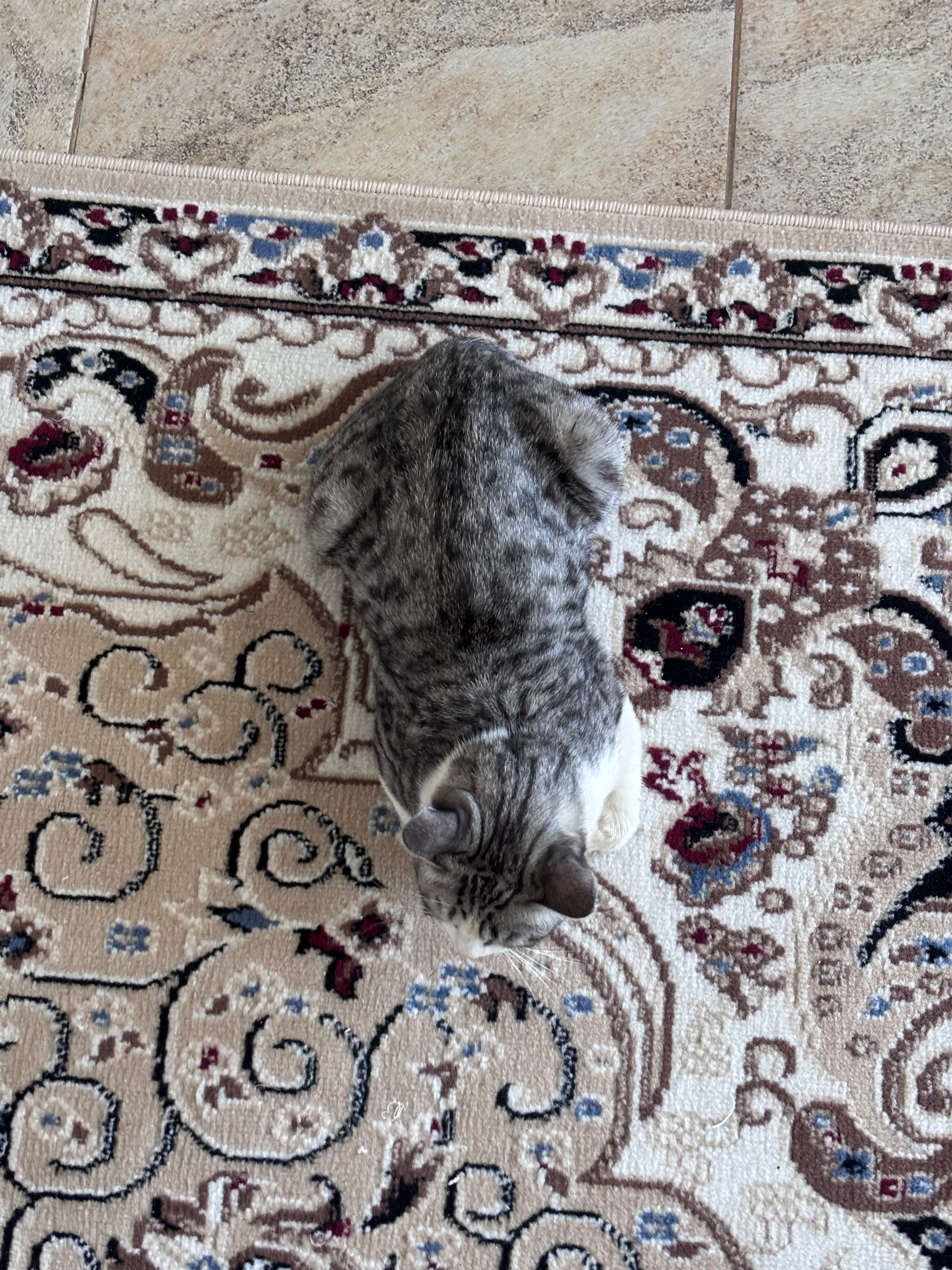 Отдам  кота в добрые руки