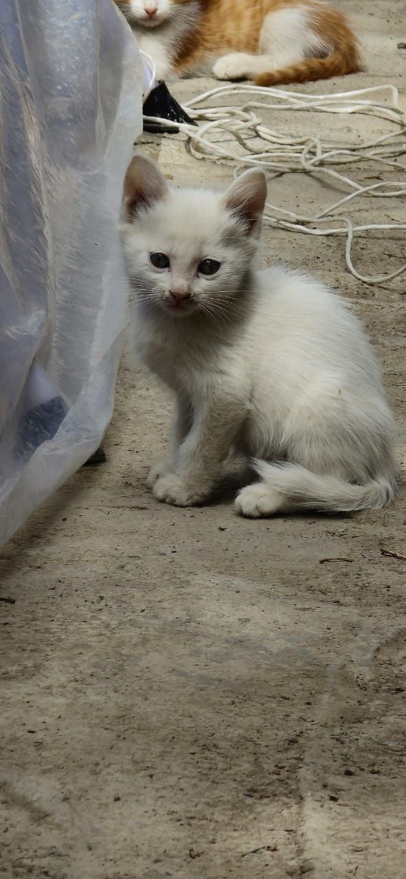 Котята  рыжие милые