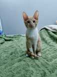 Котенок Сфинкс Велюровый гиппоаллергенный