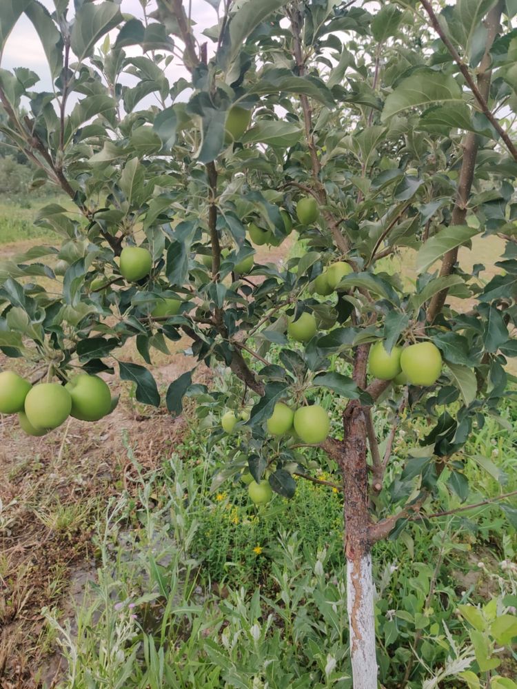 Продам яблоневый сад