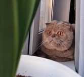 Вязка шотландский кот