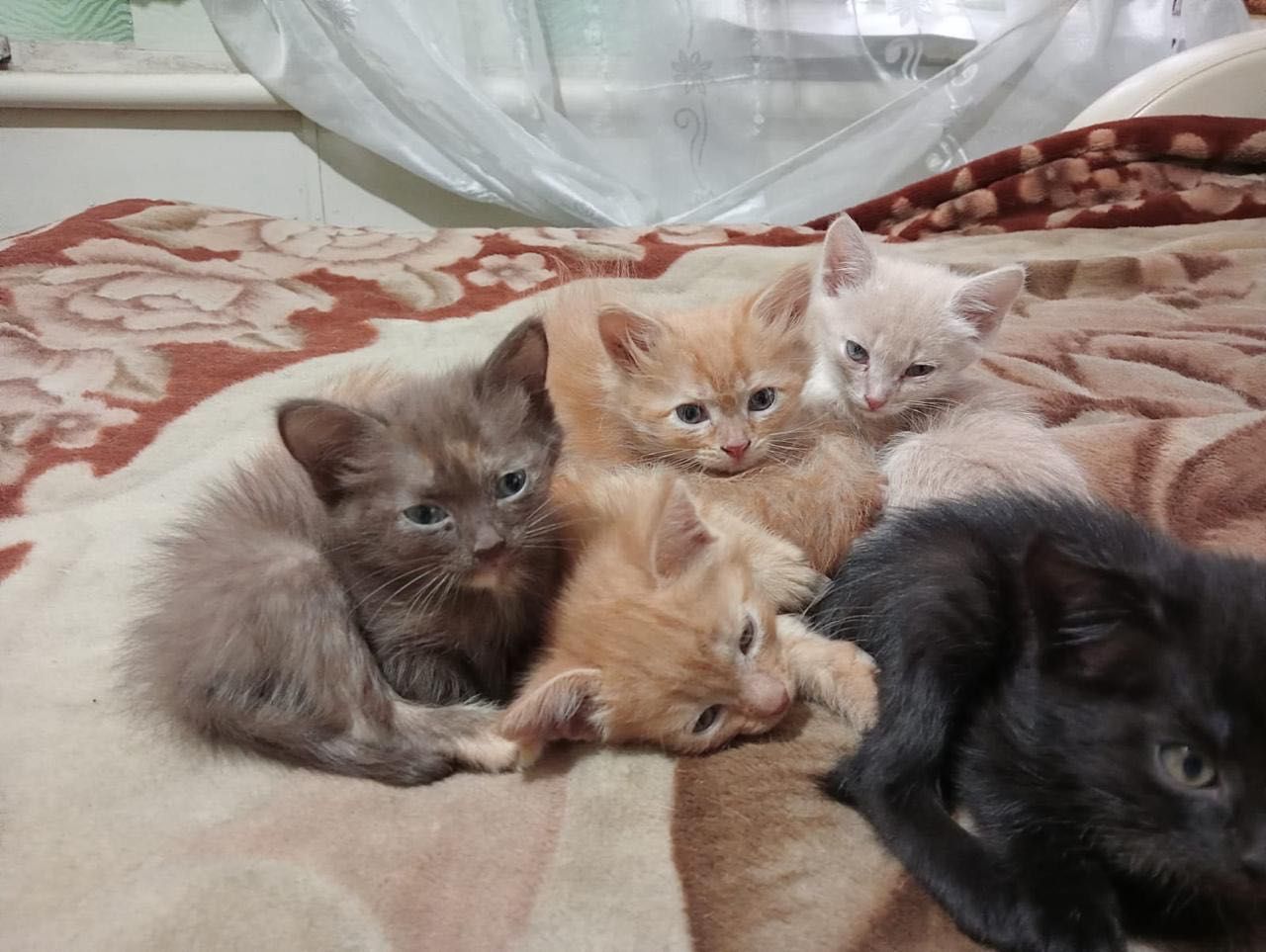 Отдам красивых и милых котят