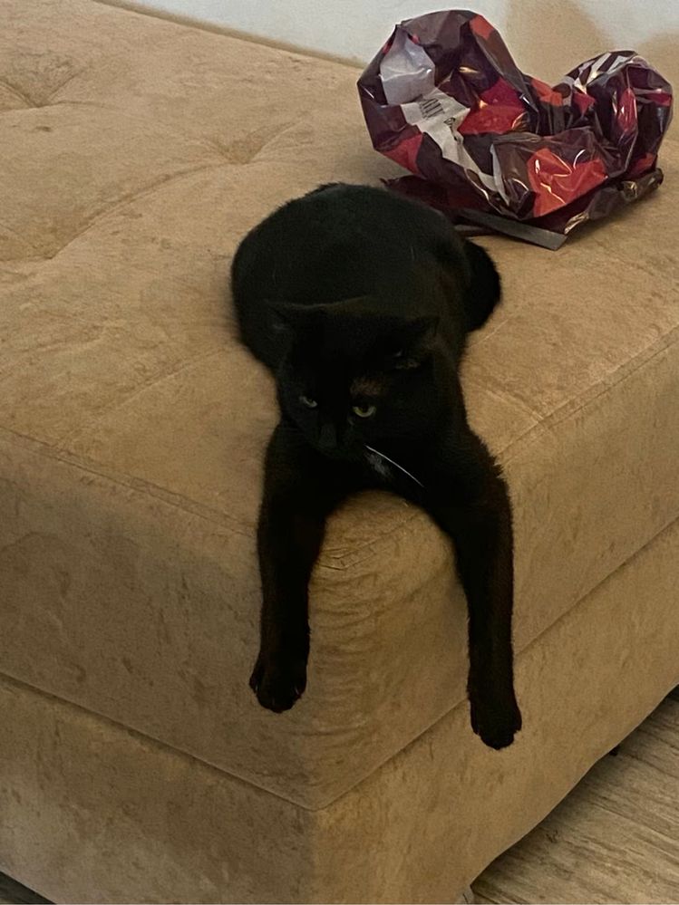 Отдам кота в добрые руки