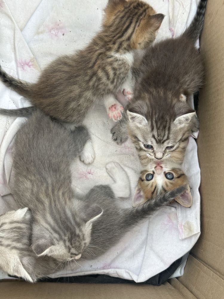 Отдам даром котята