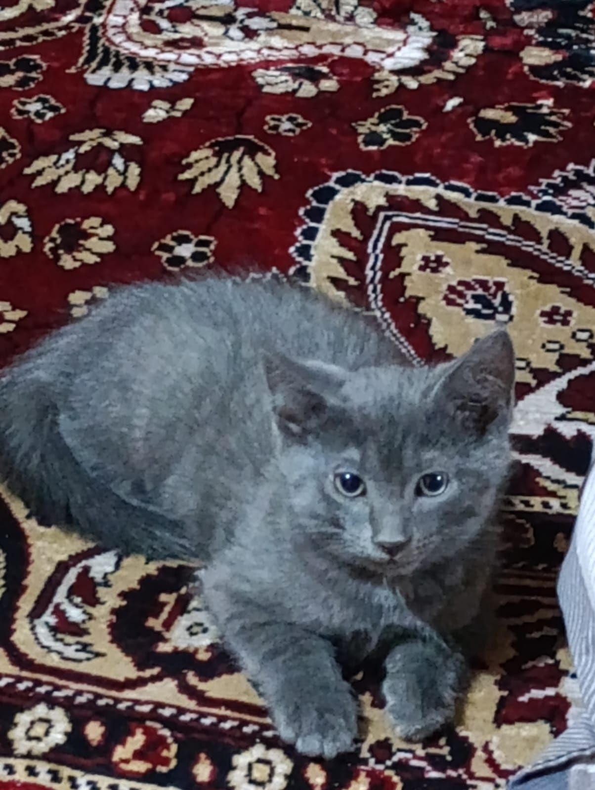 Отдам в хорошие руки котят