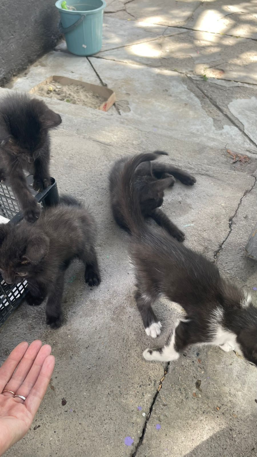 Котята в добрые руки