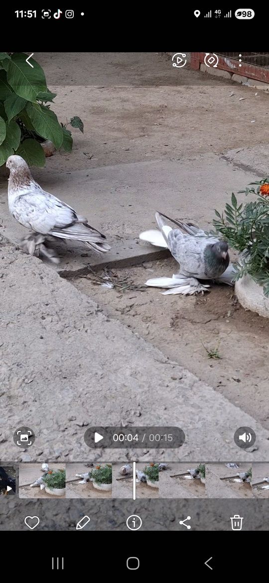 Голуби, Голуби. Иии