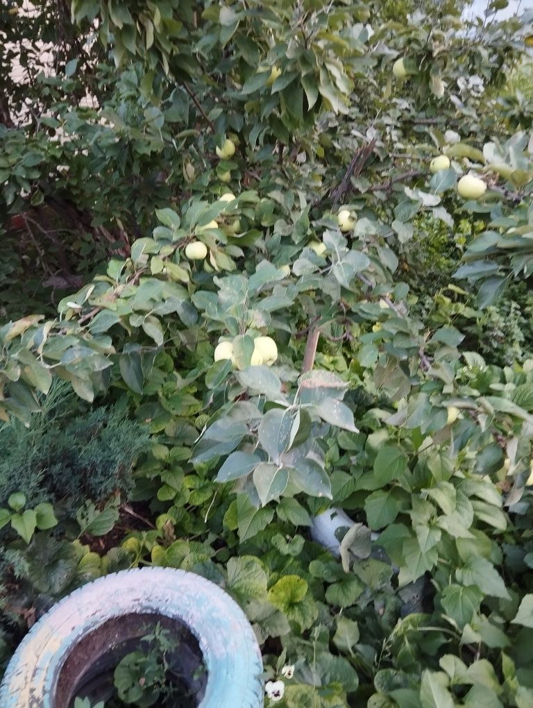 Продаю кирпичный дом