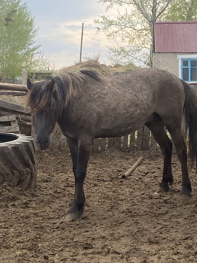 Продам двух лошадей айгыр