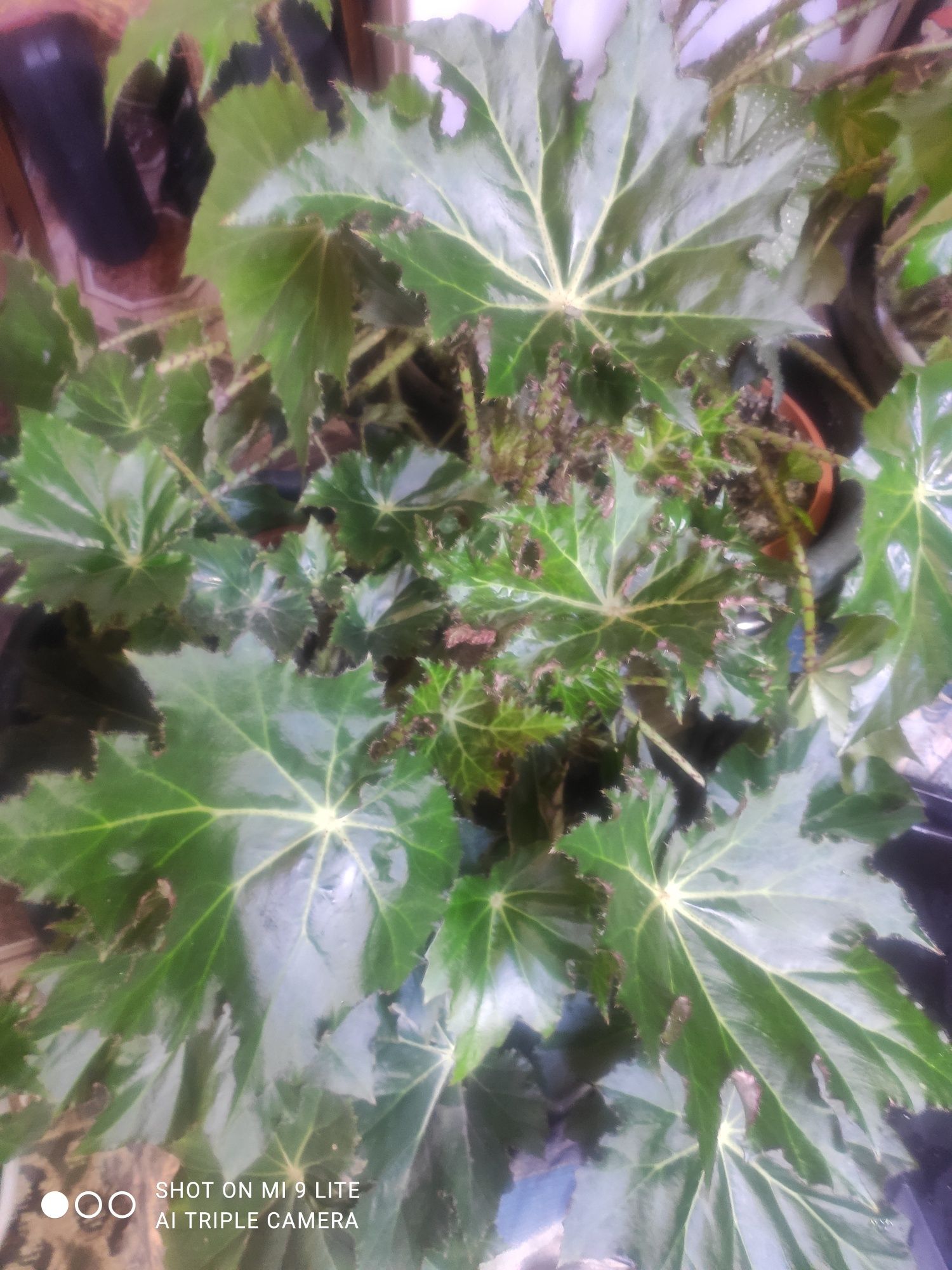Продам каралевскую бегонию для офиса