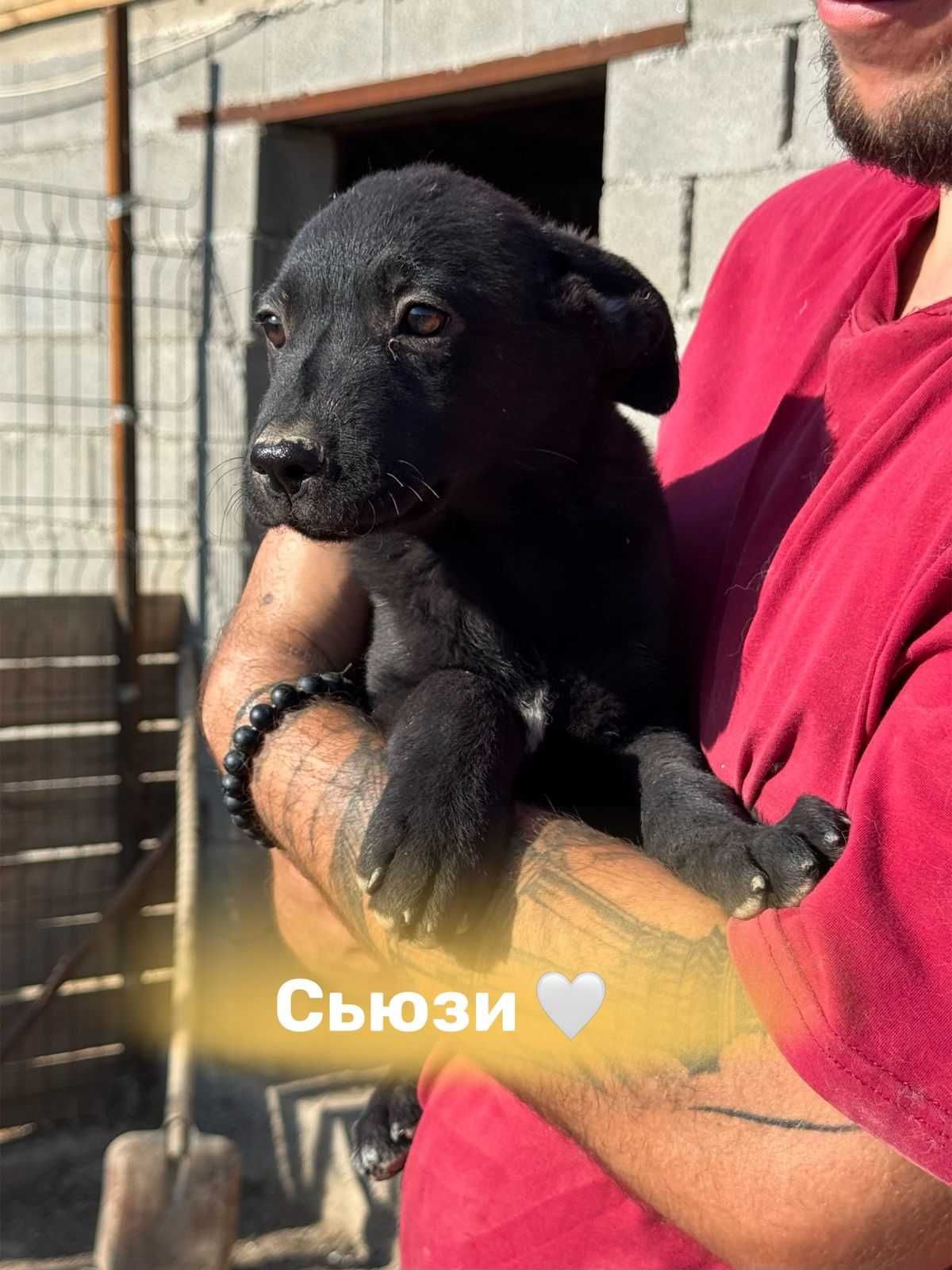 Щеночки в добрые руки