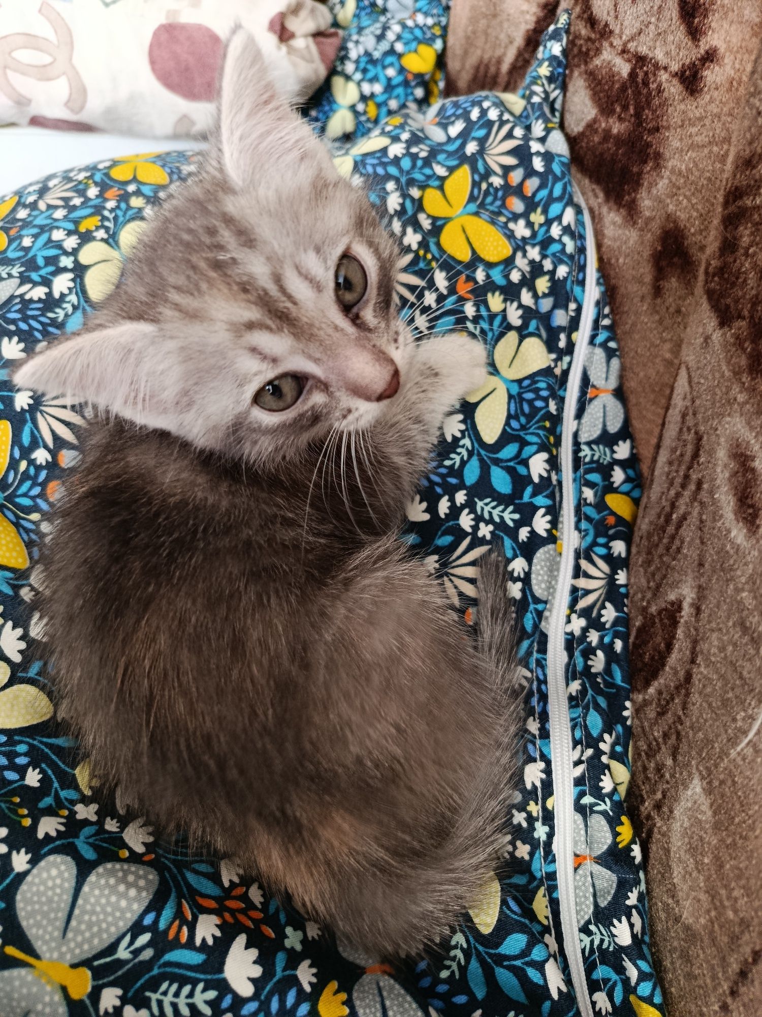 Котенок ищет добрые руки.