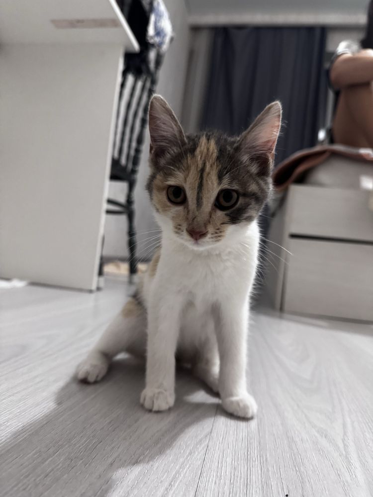 отдам котенка в добрые руки